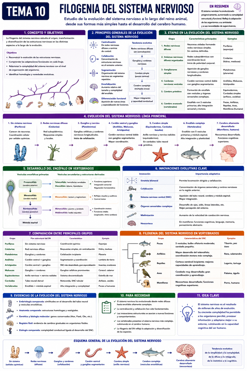 Infografía Tema 10