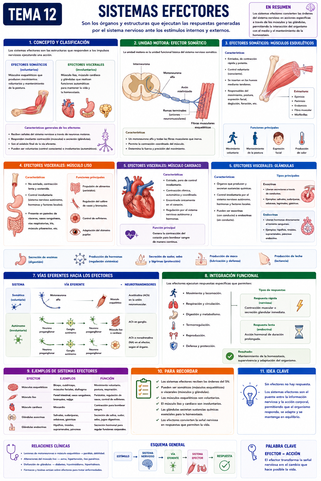 Infografía Tema 12